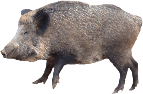 Wild boar tusks, Animal, Biol