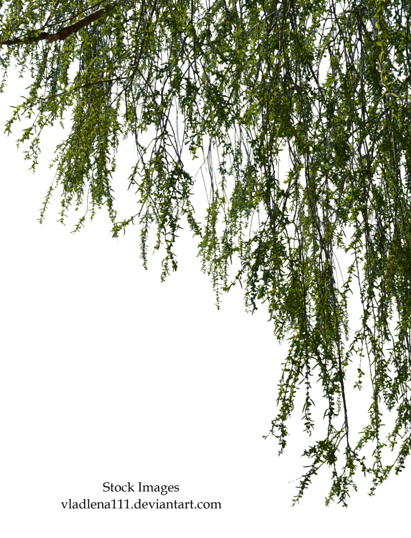 Willow Branches 2 By Vladlena111 - Branch, Transparent background PNG HD thumbnail