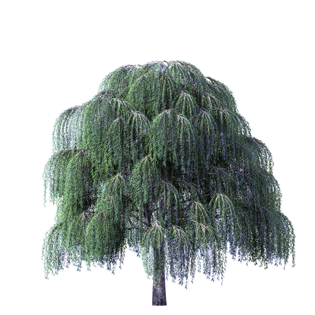 Willow Tree Png Hd Hdpng.com 1024 - Willow Tree, Transparent background PNG HD thumbnail