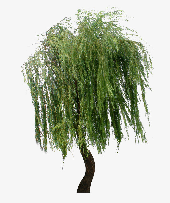 Beautiful Weeping Willow Willow, Pretty, Weeping Willow, Willow Free Png Image - Willow Tree, Transparent background PNG HD thumbnail