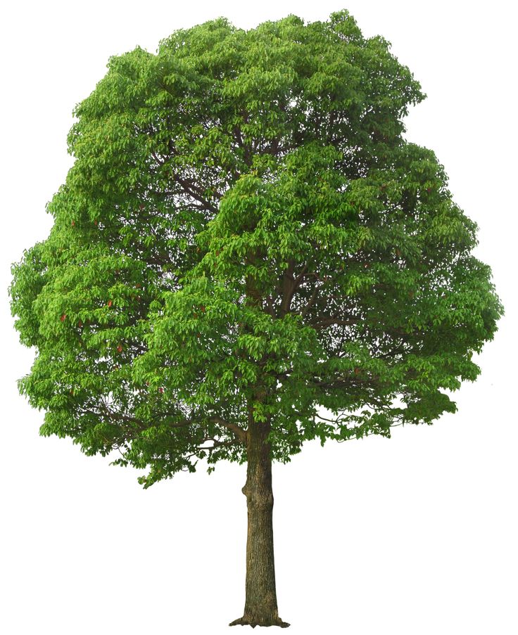 Large Green Tree Png Picture - Willow Tree, Transparent background PNG HD thumbnail