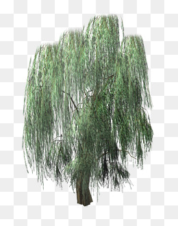 Lush Drooping Willow, Willow, Tree Color, A Mood Png Image - Willow Tree, Transparent background PNG HD thumbnail