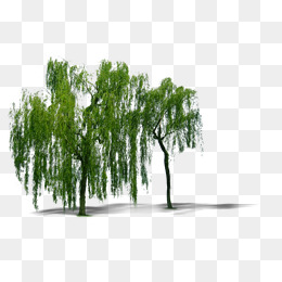 Plant Willow Trees, Plant, Willow, Trees Png Image - Willow Tree, Transparent background PNG HD thumbnail