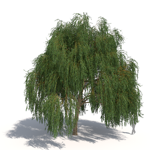 Salix Alba Tristis - Willow Tree, Transparent background PNG HD thumbnail