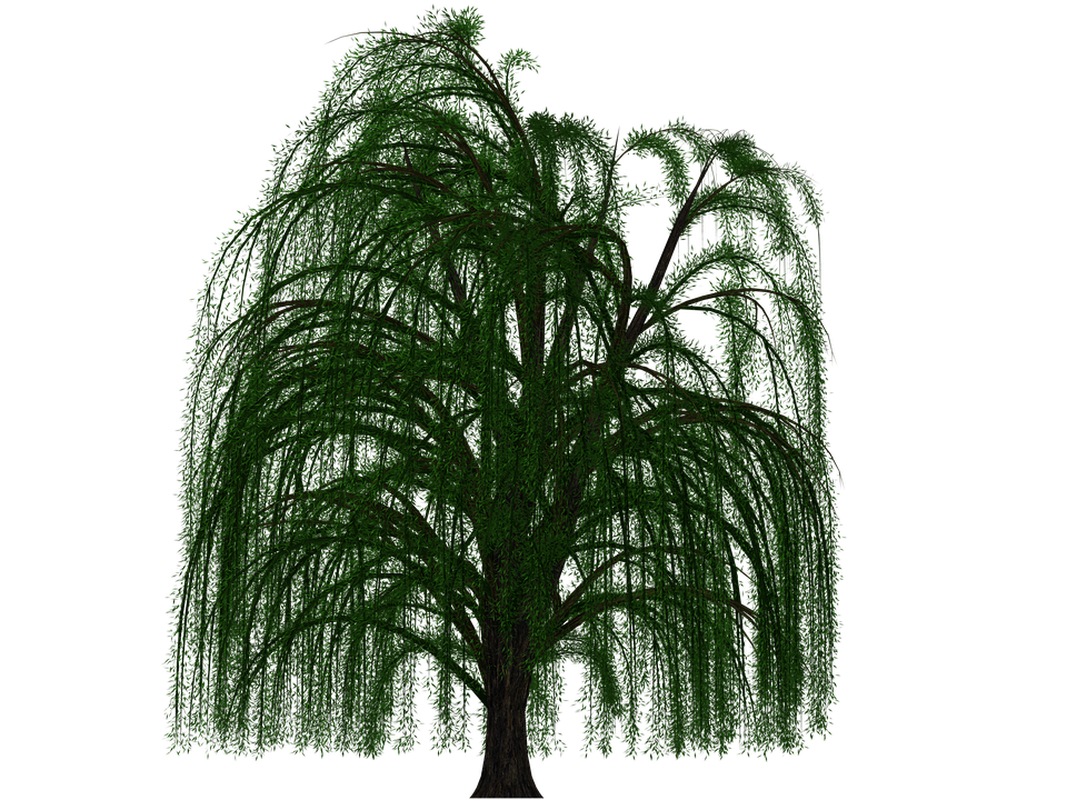 Tree Deciduous Tree Pasture Digital Art Is - Willow Tree, Transparent background PNG HD thumbnail