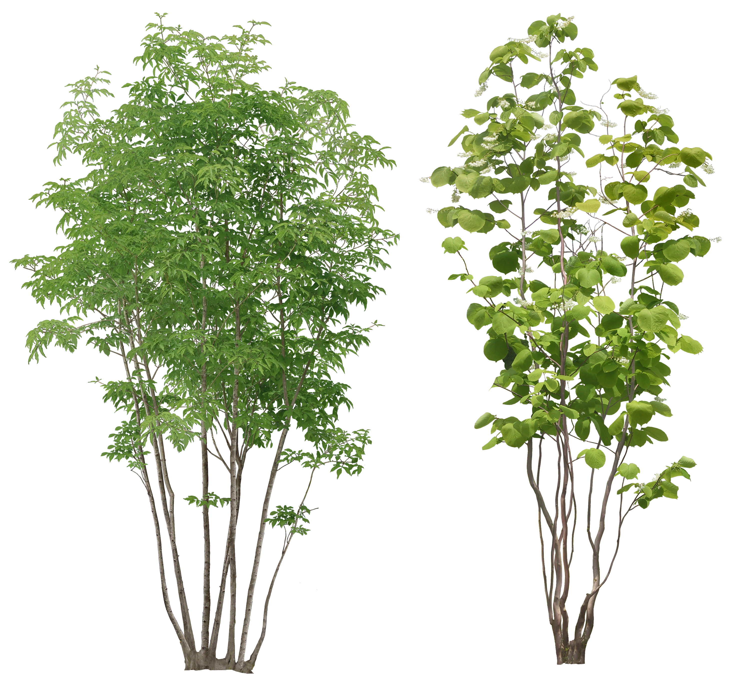 Large Green Tree PNG Picture