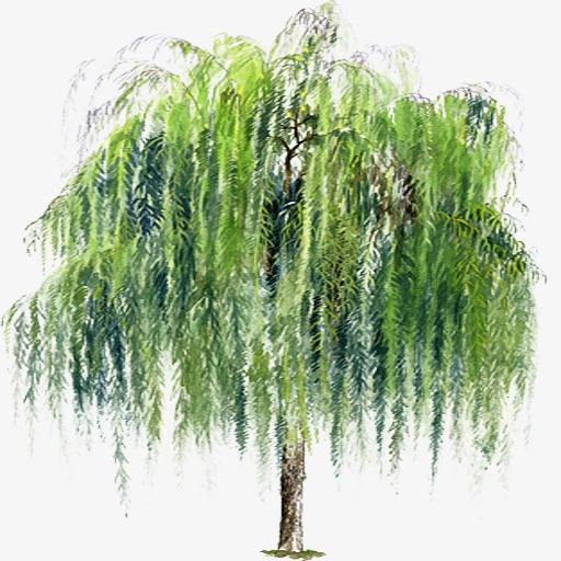 Weeping Willow, Weeping Willow, Hand Painted Willow, Weeping Willow Tree Png Image - Willow Tree, Transparent background PNG HD thumbnail
