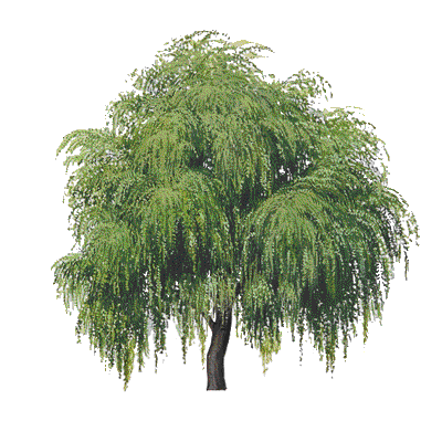 Willow Tree Clip Art U0026 Willow Tree Clip Art Clip Art Images. - Willow Tree, Transparent background PNG HD thumbnail