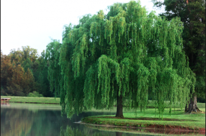 Plant willow trees, Plant, Wi