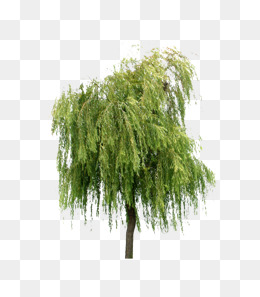 weeping willow, Weeping Willo