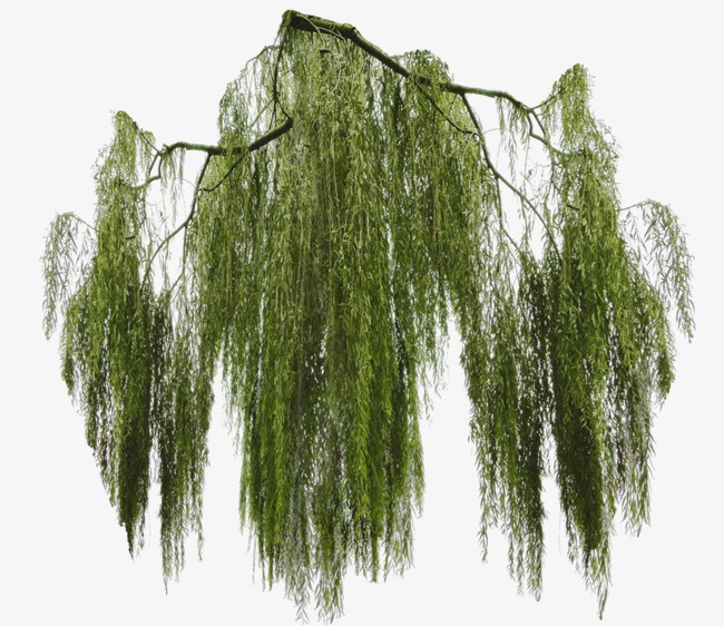 Lush drooping willow, Willow,