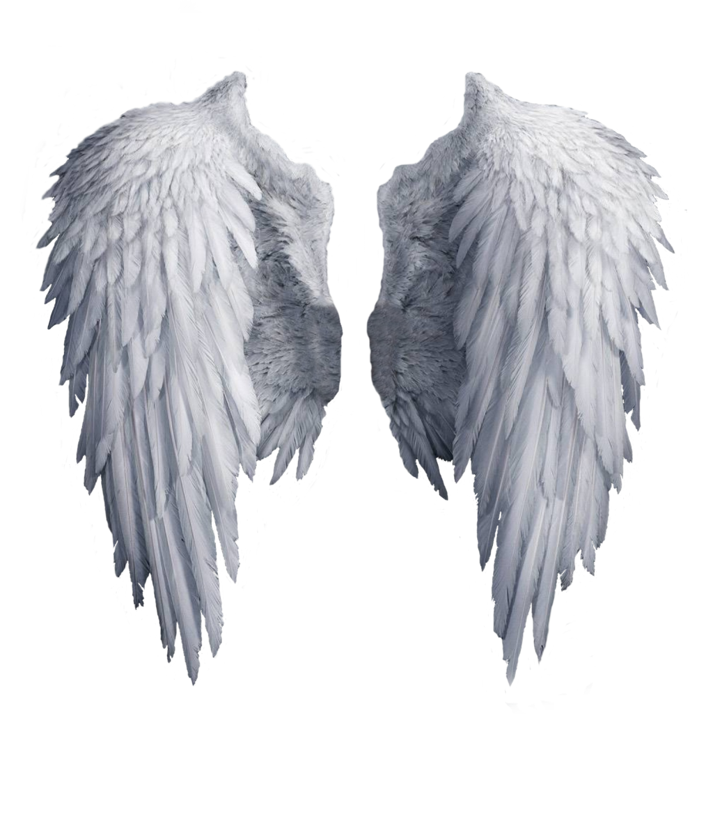 White Angel Wings Png - Wings, Transparent background PNG HD thumbnail