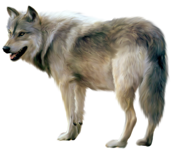 pin Wolf clipart transparent 