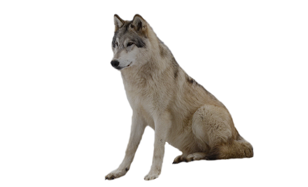 Painted Wolf Clipart