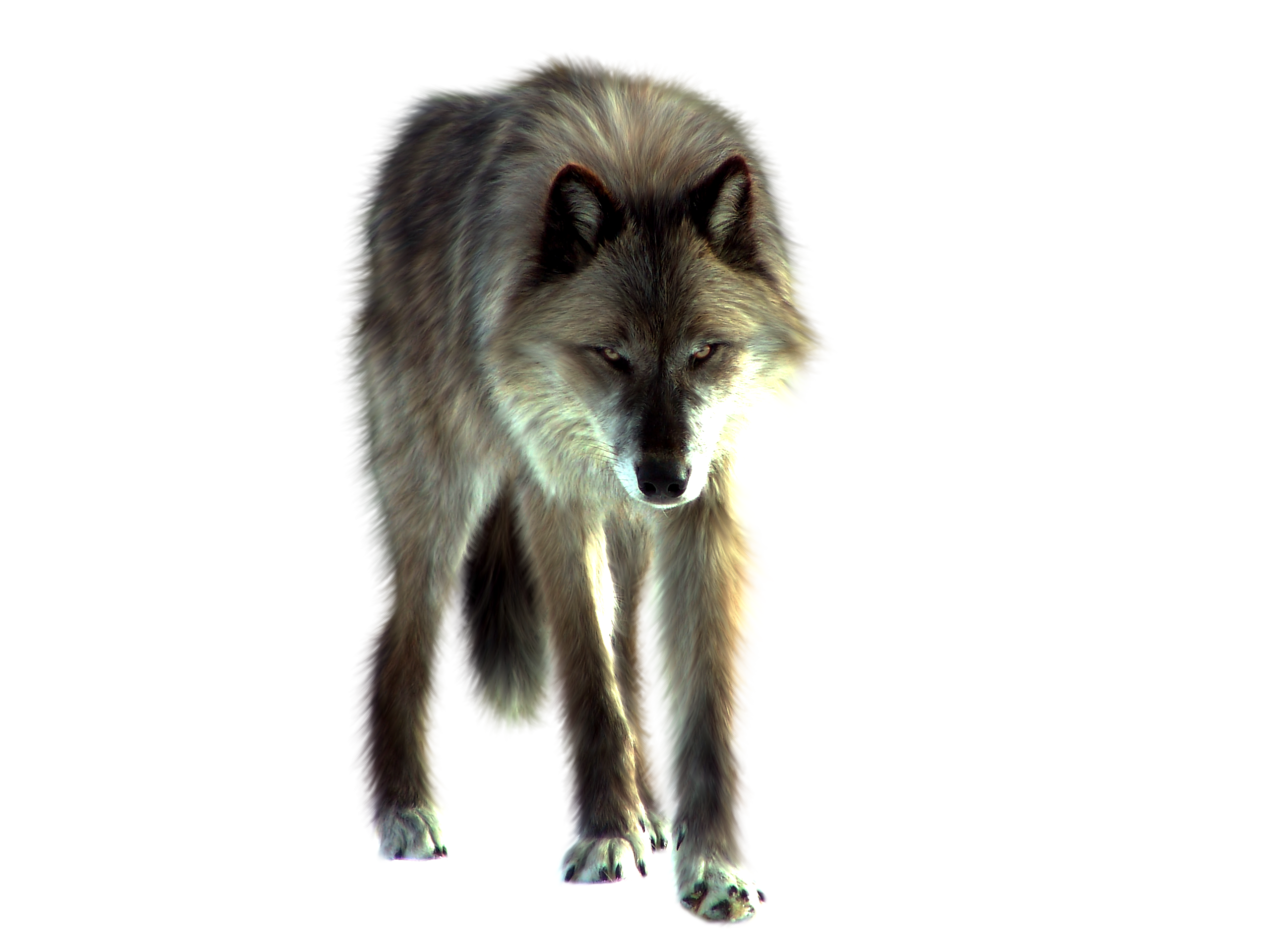 Png Wolf By Itsdura Png Wolf By Itsdura - Wolf, Transparent background PNG HD thumbnail