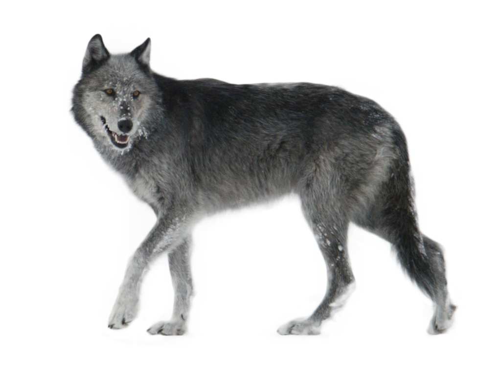 PNG Wolf by ITSDura PNG Wolf 