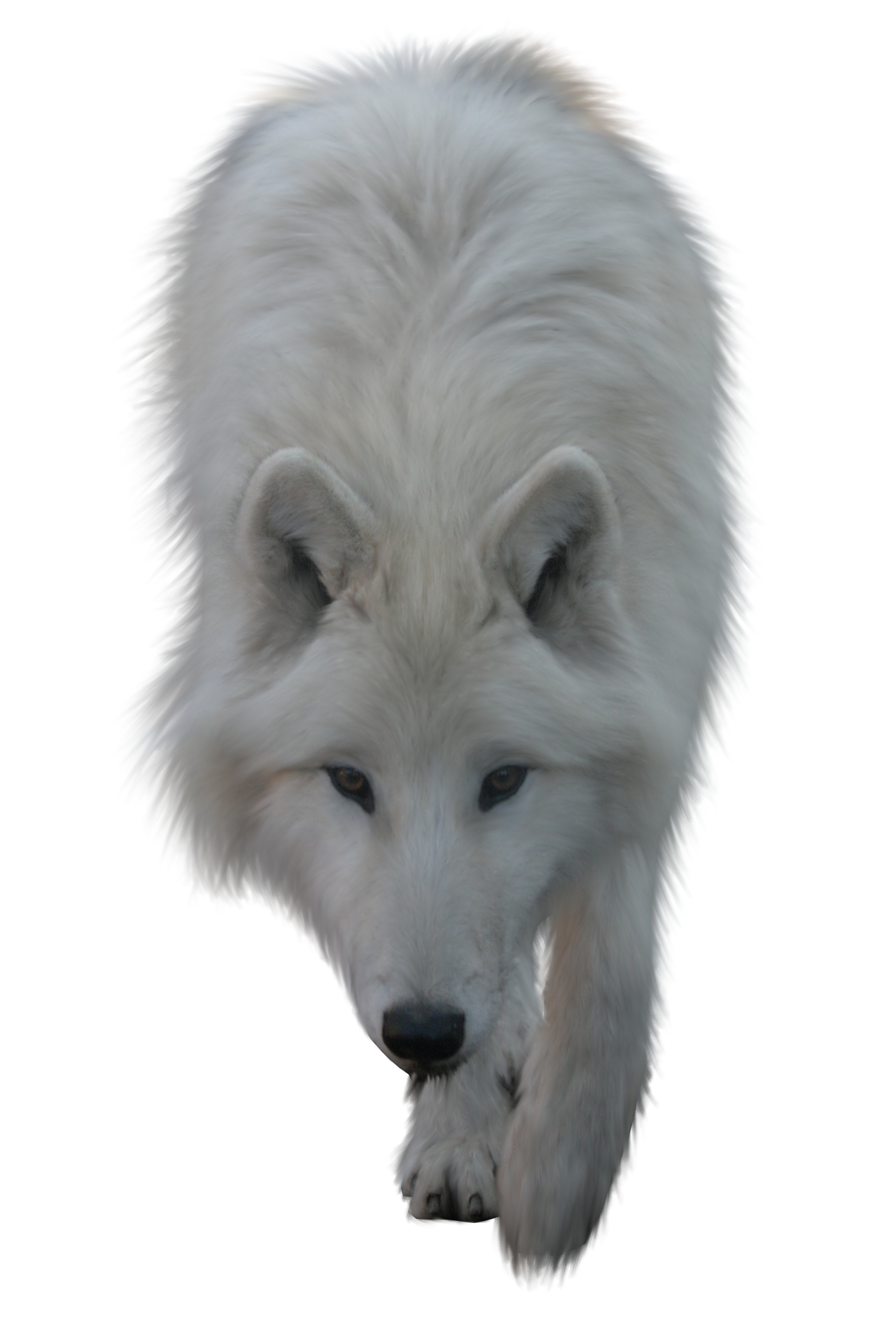 Painted Wolf Clipart