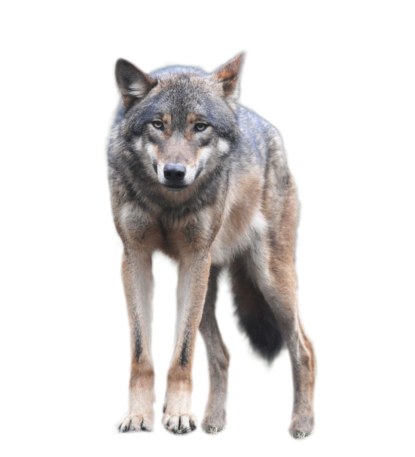 PNG Wolf by ITSDura PNG Wolf 