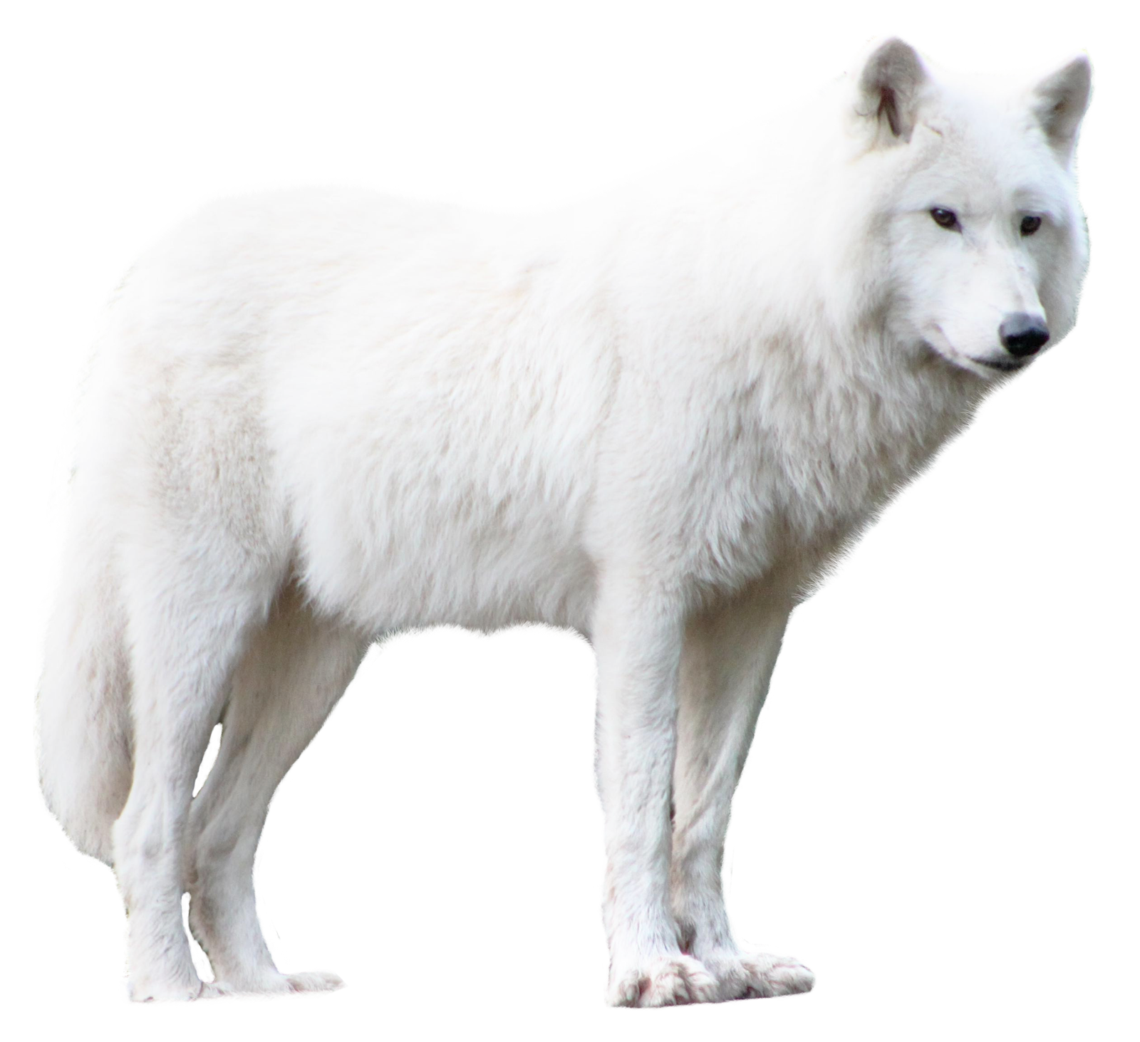 Wolf Png Hdpng.com 1600 - Wolf, Transparent background PNG HD thumbnail