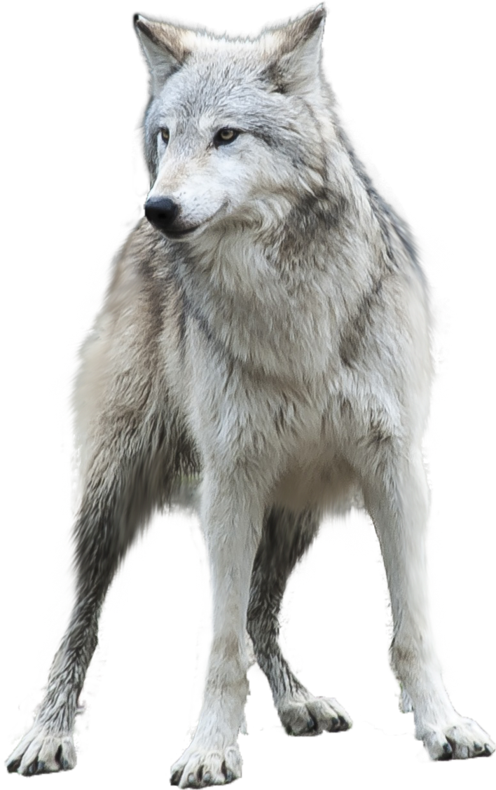 White Wolf Png Image Picture 