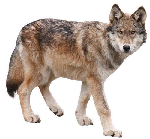 Haven Wolf.png - Wolf, Transparent background PNG HD thumbnail