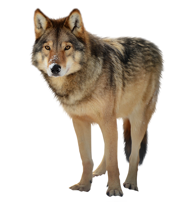 Timber Wolf Png - Wolf, Transparent background PNG HD thumbnail