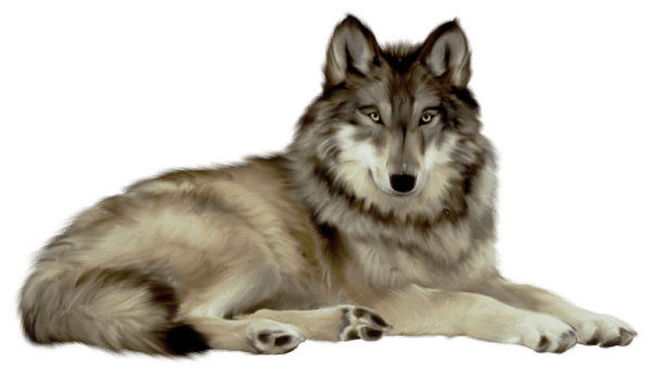 Timber Wolf PNG
