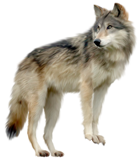 Wolf Clip Art Png - Wolf, Transparent background PNG HD thumbnail