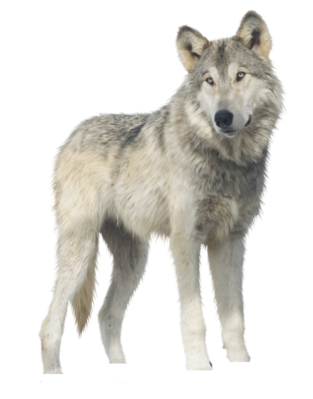 Wolf Png - Wolf, Transparent background PNG HD thumbnail