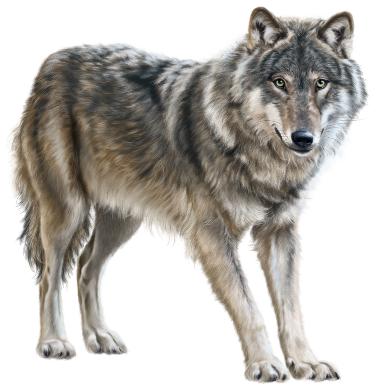 WOLF PNG by ScyllaWolf