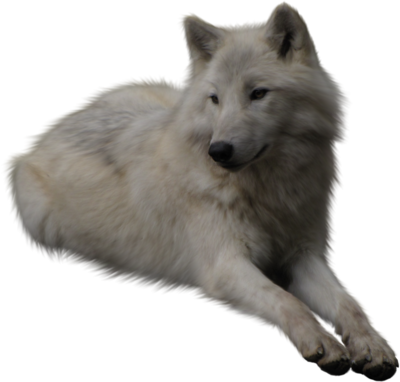 Wolf Png - Wolf, Transparent background PNG HD thumbnail