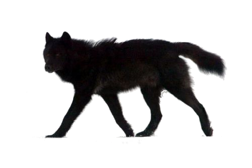 Wolf.png - Wolf, Transparent background PNG HD thumbnail