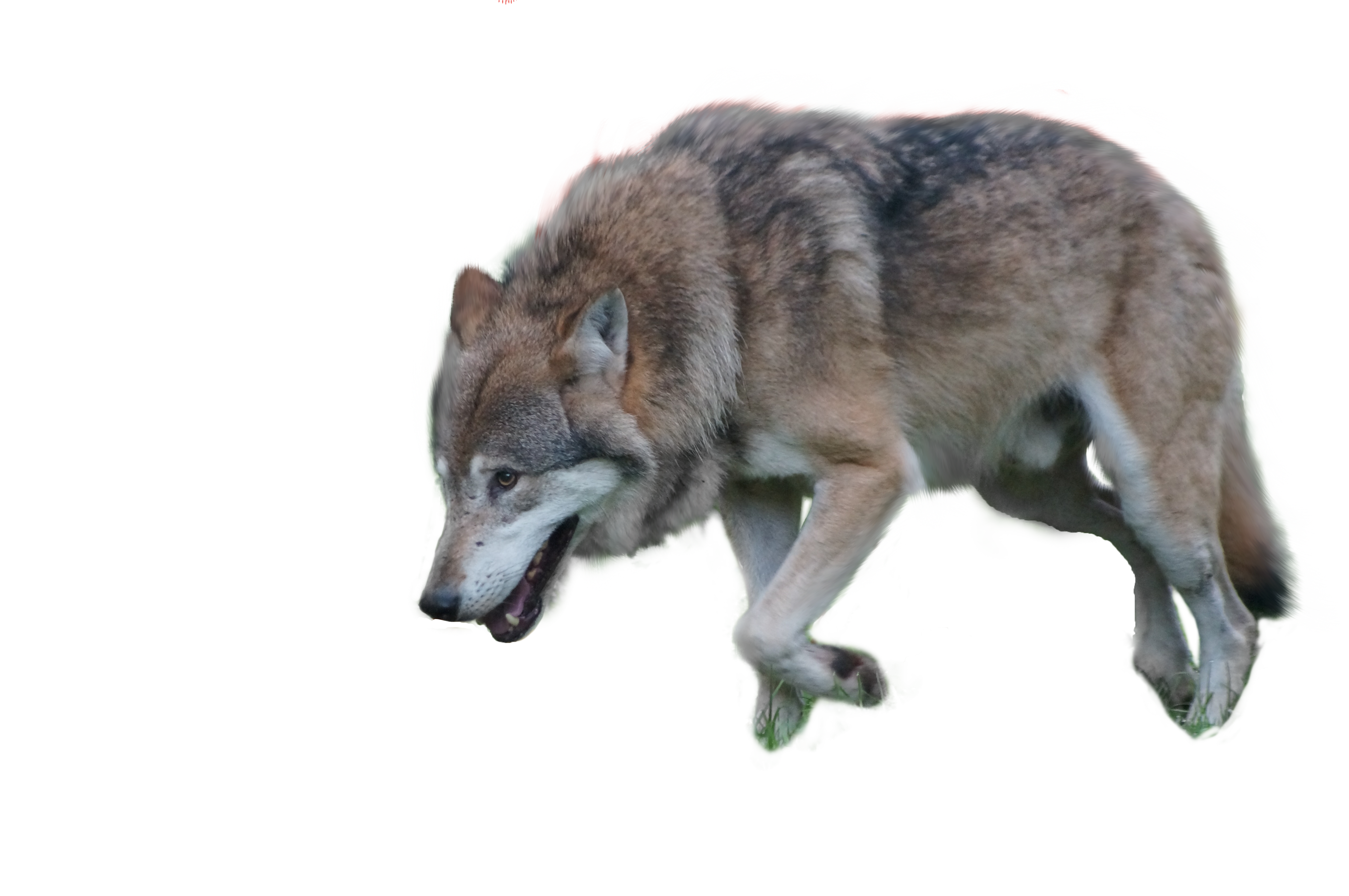 Wolf Png By Gayaliberty Wolf Png By Gayaliberty - Wolf, Transparent background PNG HD thumbnail