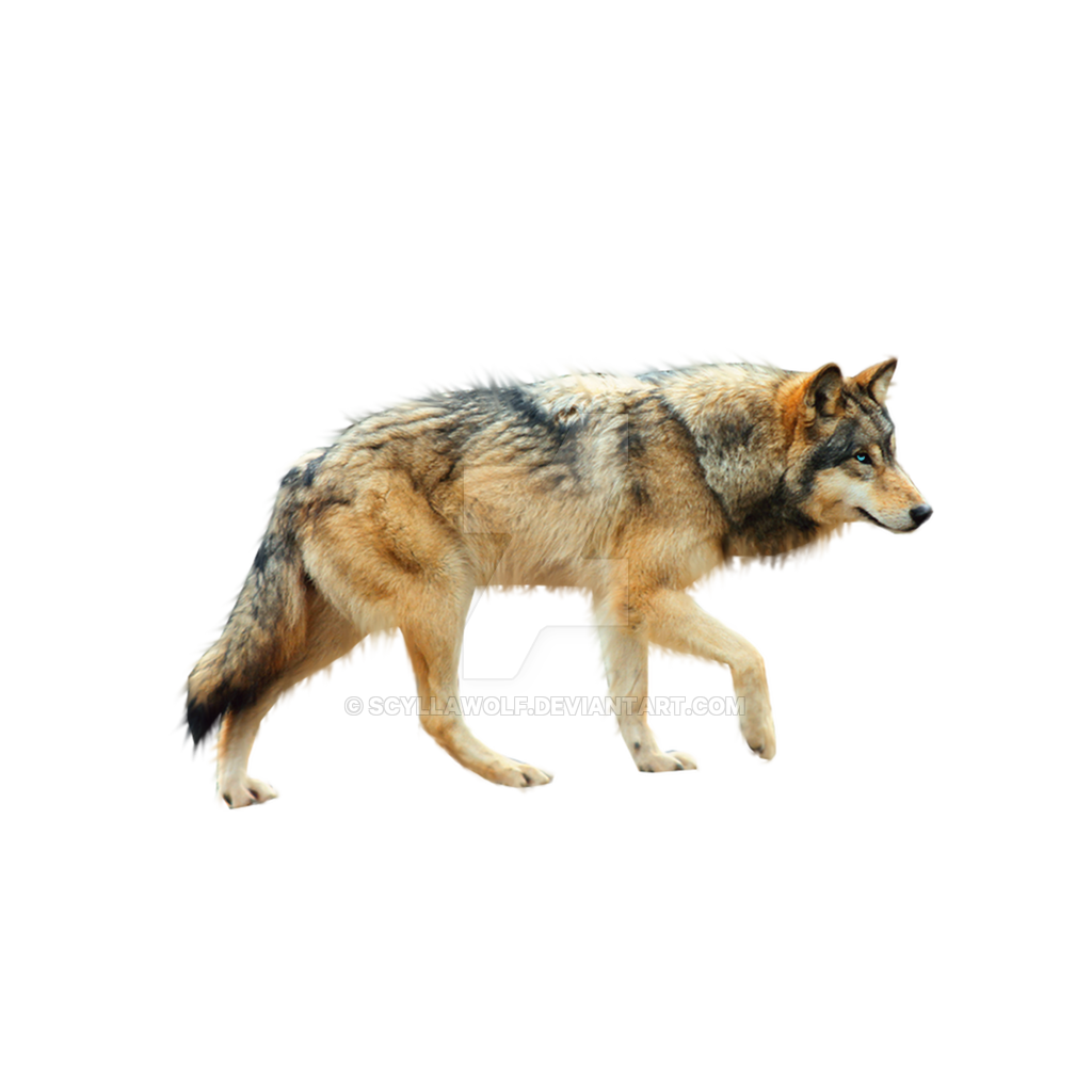 Wolf Png. By Scyllawolf - Wolf, Transparent background PNG HD thumbnail