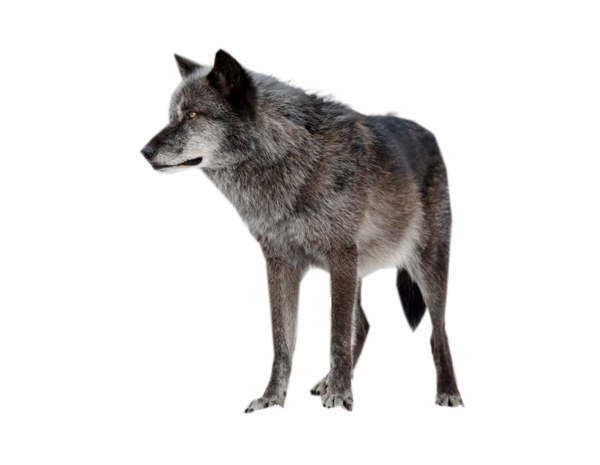 Wolf Png By Scyllawolf - Wolf, Transparent background PNG HD thumbnail