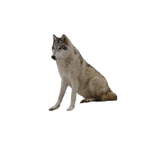 Wolf Png Image Picture Download Png Image - Wolf, Transparent background PNG HD thumbnail