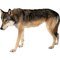 Wolf Png Image Png Image - Wolf, Transparent background PNG HD thumbnail