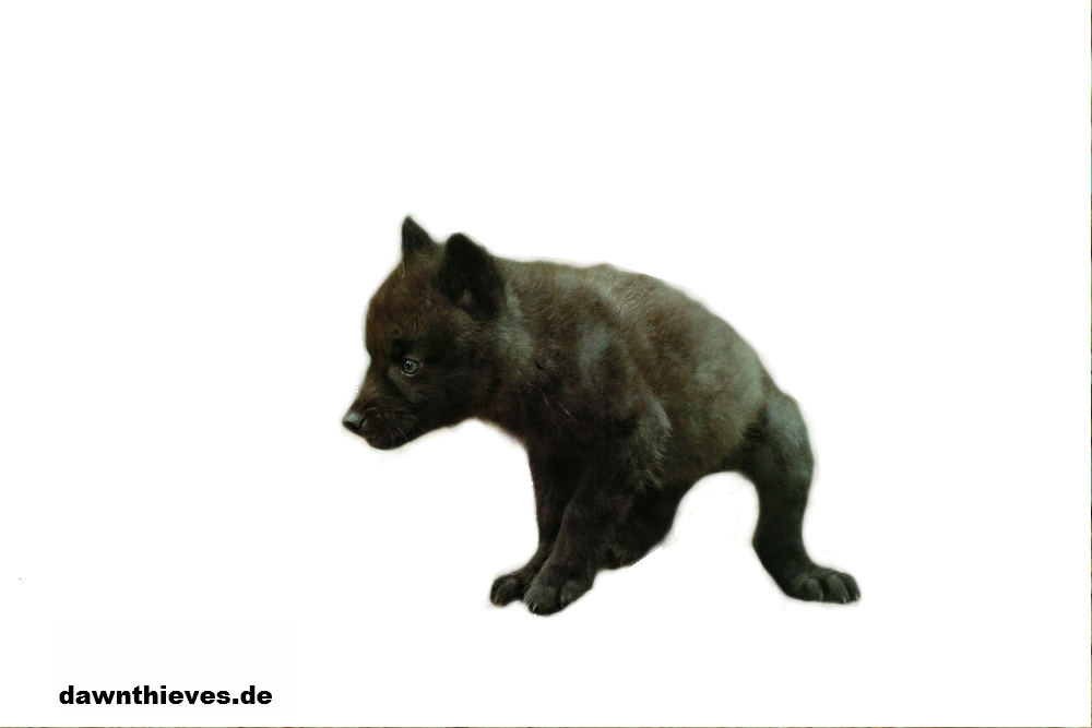 Free Black Wolf Pup Cut Out By Dawnthievescutouts Hdpng.com  - Wolf Pup, Transparent background PNG HD thumbnail