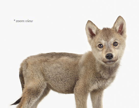 File:Sianii wolf pup by siani
