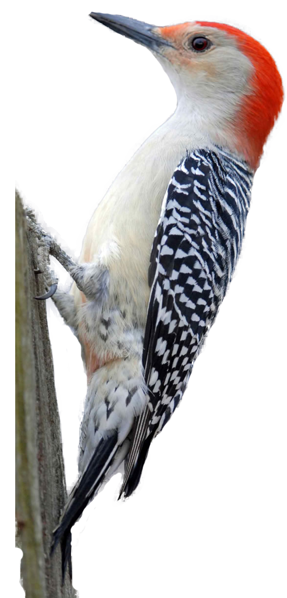 Woodpecker Clipart   Photo#6 - Woodpecker, Transparent background PNG HD thumbnail