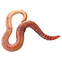 Worms Png Clipart Png Image - Worms, Transparent background PNG HD thumbnail