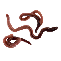 Worms Png Png Image - Worms, Transparent background PNG HD thumbnail