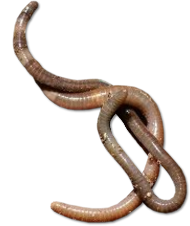 Worms Transparent Png Image - Worms, Transparent background PNG HD thumbnail