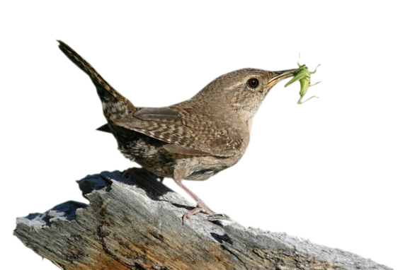 House Wren Bringing Food To The Nest - Wren, Transparent background PNG HD thumbnail