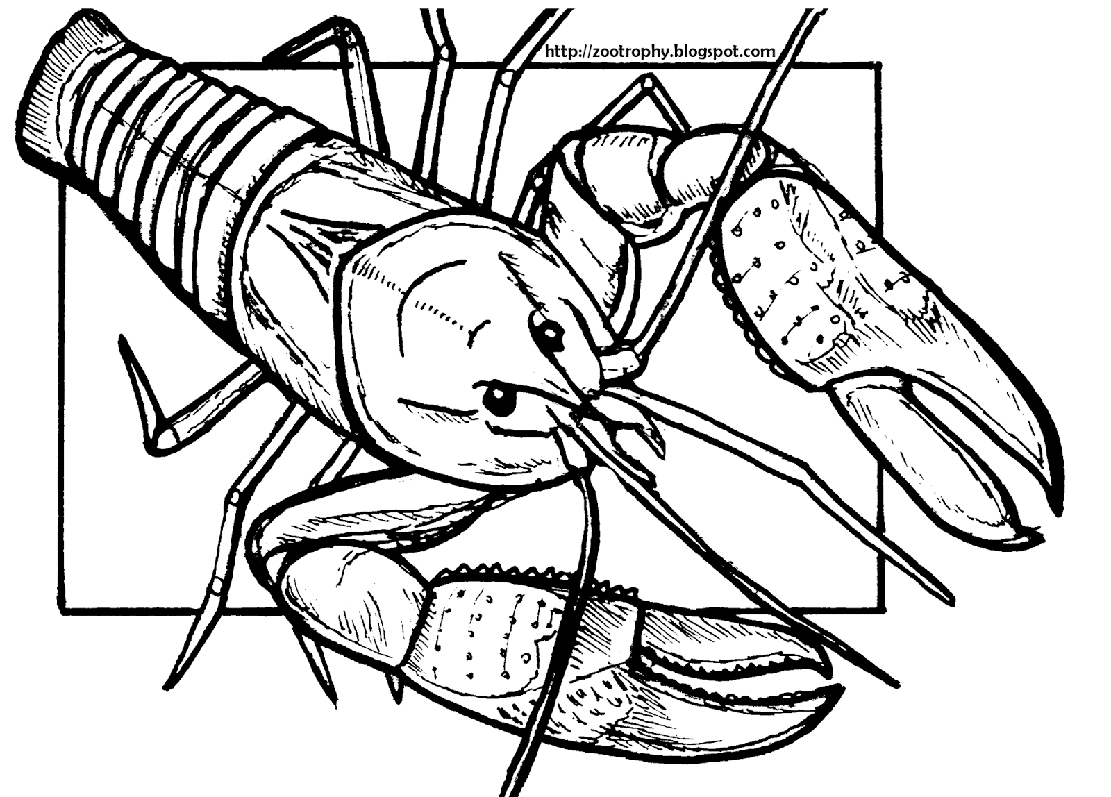 . Hdpng.com And Fishing For Yabbies   Using A Piece Of Meat Tied With String   Is A Popular Activity. As He Is Vulnerable To Extinction, Catch Size Restrictions Are Hdpng.com  - Yabby, Transparent background PNG HD thumbnail