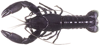 Image Of Yabby - Yabby, Transparent background PNG HD thumbnail