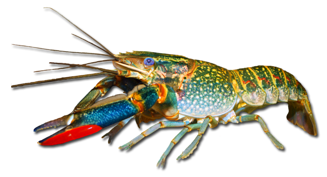Redclaw - Yabby, Transparent background PNG HD thumbnail