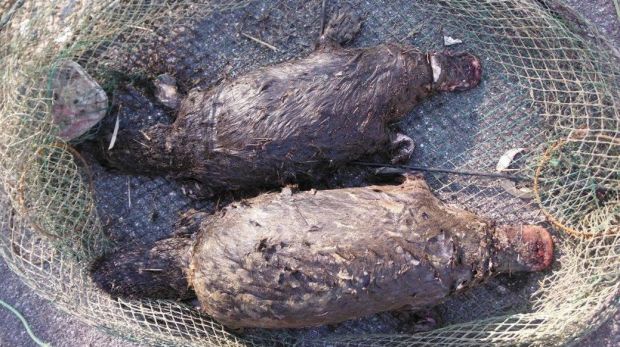 Two Platypuses Were Killed In An Illegal Yabby Net. - Yabby, Transparent background PNG HD thumbnail