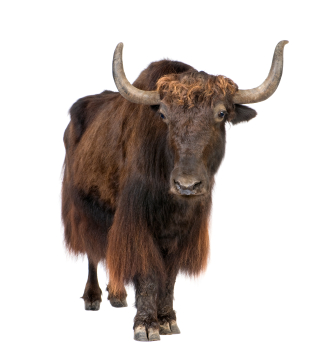 For The Next 30 To 60 Days You Will Hear Me Preach My Message To Yak It Up. Iu0027M Not Talking About The Animal, Iu0027M Talking Yak, Chat, Gossip, Rap, Gab, Talk, Hdpng.com  - Yak Animal, Transparent background PNG HD thumbnail