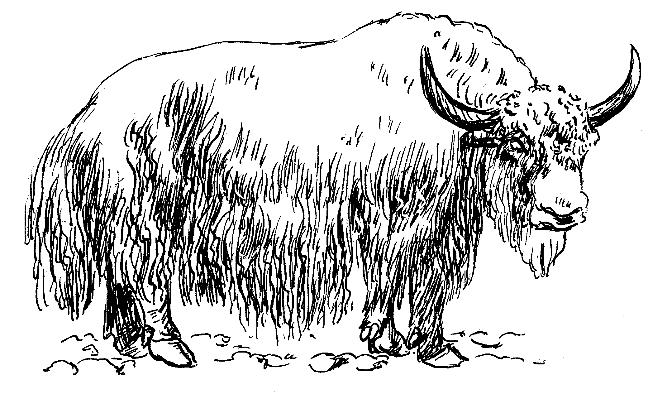 File:Yak (PSF).png, Yak PNG Black And White - Free PNG